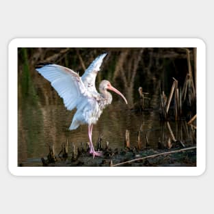 Immature White Ibis Entertaining Sticker